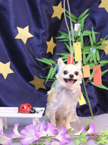 20230713ミルクちゃん